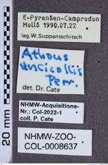 Etiketten zu Pleurathous uncicollis (NHMW-ZOO-COL-0008637)